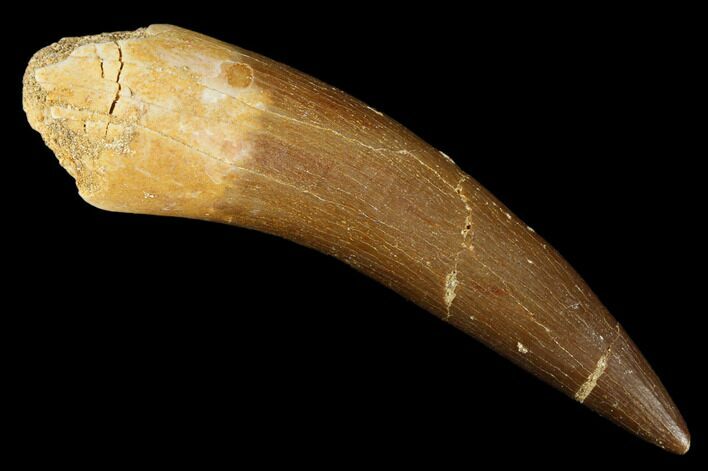 Fossil Plesiosaur (Zarafasaura) Tooth - Morocco #176923